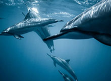 吴贤揆谈庆祝动作：并非针对其他球队，只是证明自己的膝盖很健康